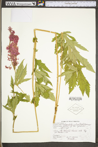 Filipendula rubra image