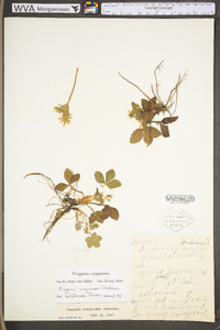 Fragaria virginiana subsp. virginiana image
