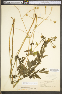 Geum aleppicum image