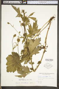 Geum aleppicum image