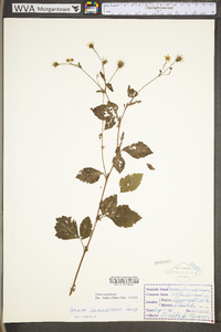 Geum canadense var. canadense image