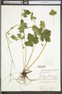 Geum canadense var. canadense image