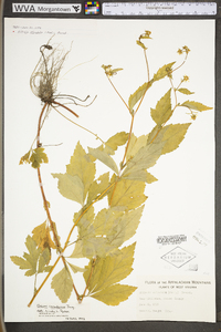 Geum canadense var. canadense image