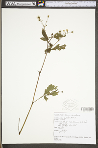 Geum canadense var. canadense image