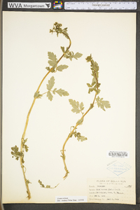 Geum vernum image