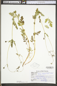 Geum vernum image