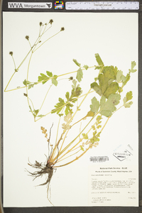 Geum vernum image