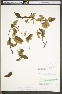 Malus angustifolia var. angustifolia image