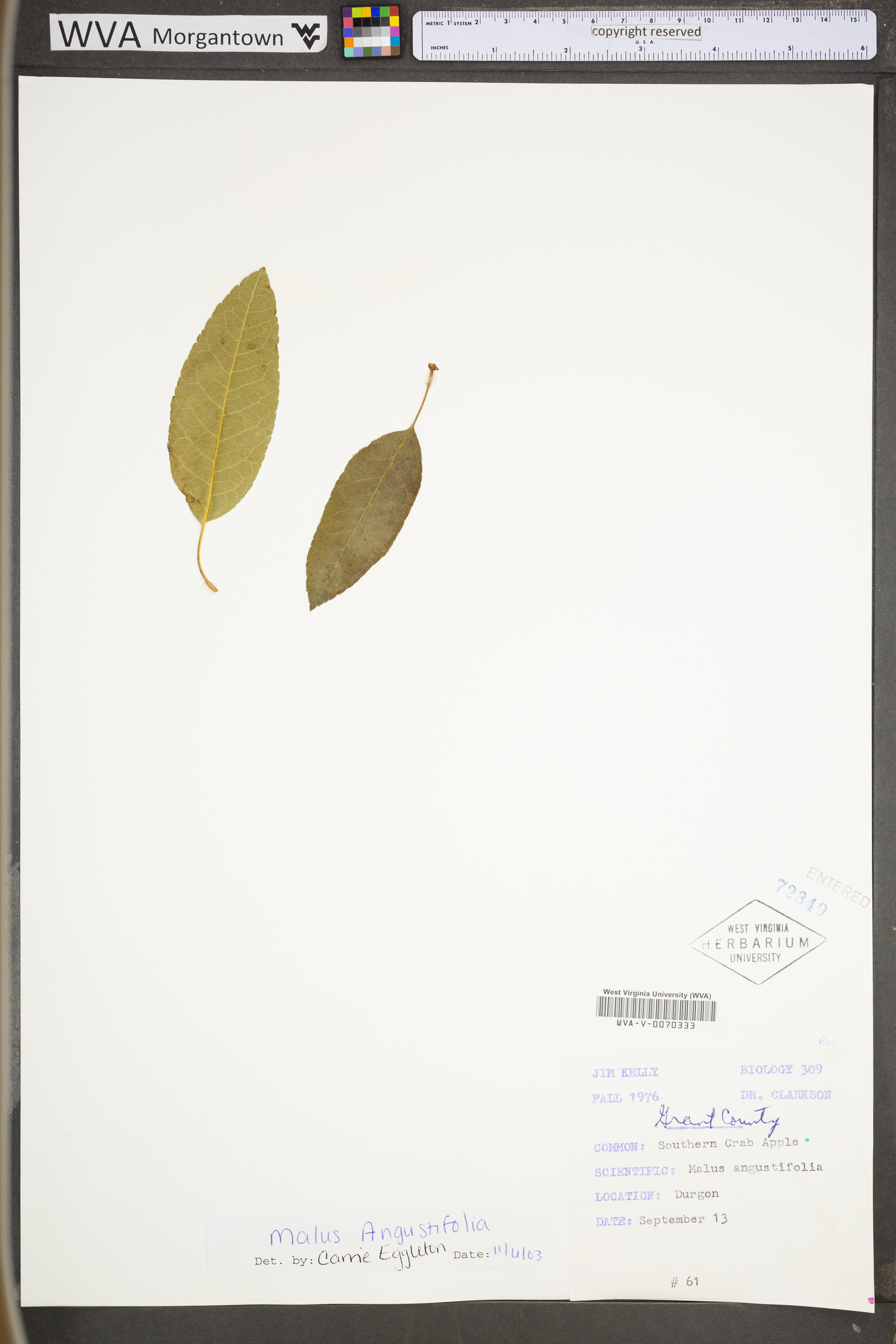 Malus angustifolia var. angustifolia image