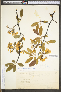 Malus angustifolia image