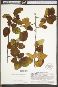 Malus coronaria image