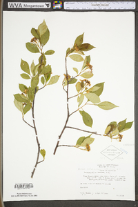 Photinia melanocarpa image