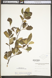 Photinia melanocarpa image