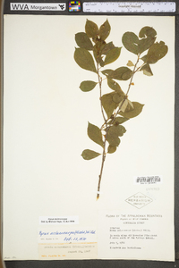 Photinia melanocarpa image