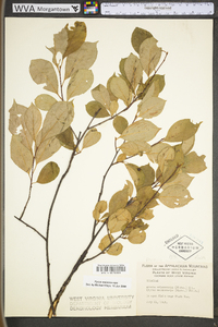 Photinia melanocarpa image