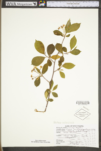 Photinia melanocarpa image