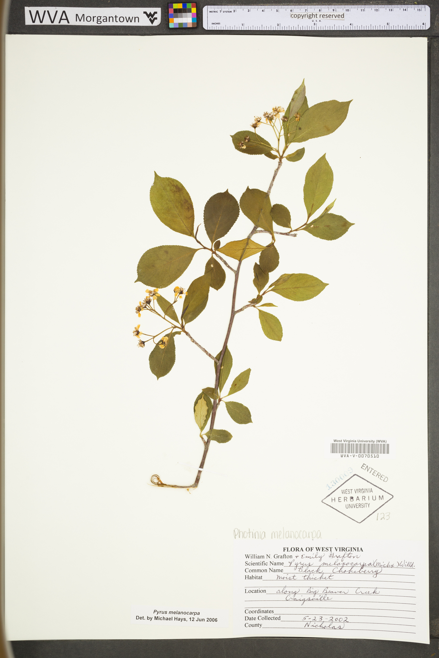 Photinia melanocarpa image