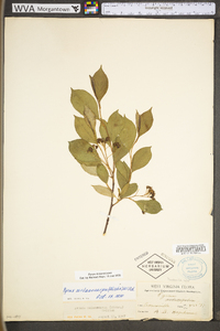 Photinia melanocarpa image