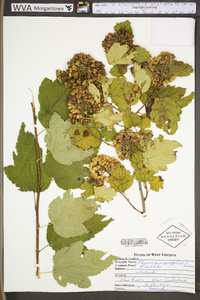 Physocarpus opulifolius var. opulifolius image