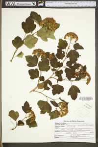 Physocarpus opulifolius var. opulifolius image