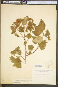 Physocarpus opulifolius var. opulifolius image