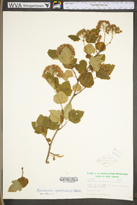 Physocarpus opulifolius var. opulifolius image