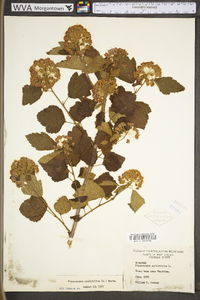 Physocarpus opulifolius var. opulifolius image