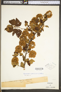 Physocarpus opulifolius var. opulifolius image