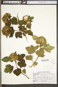 Physocarpus opulifolius var. opulifolius image