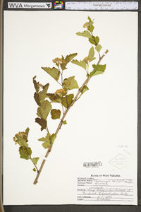 Physocarpus opulifolius var. opulifolius image