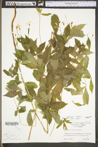 Gillenia trifoliata image