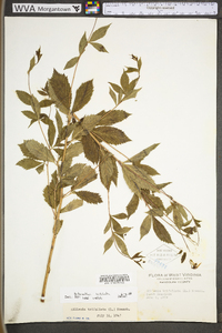 Gillenia trifoliata image