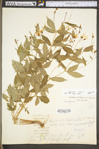 Gillenia trifoliata image