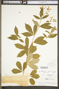 Gillenia trifoliata image