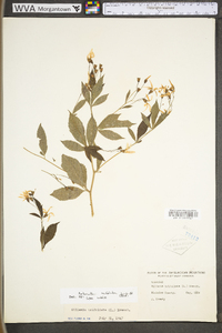 Gillenia trifoliata image