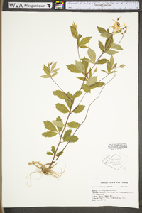 Gillenia trifoliata image