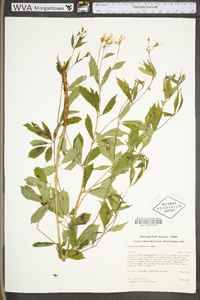 Gillenia trifoliata image