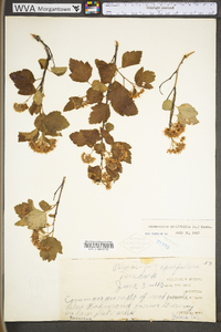 Physocarpus opulifolius var. opulifolius image