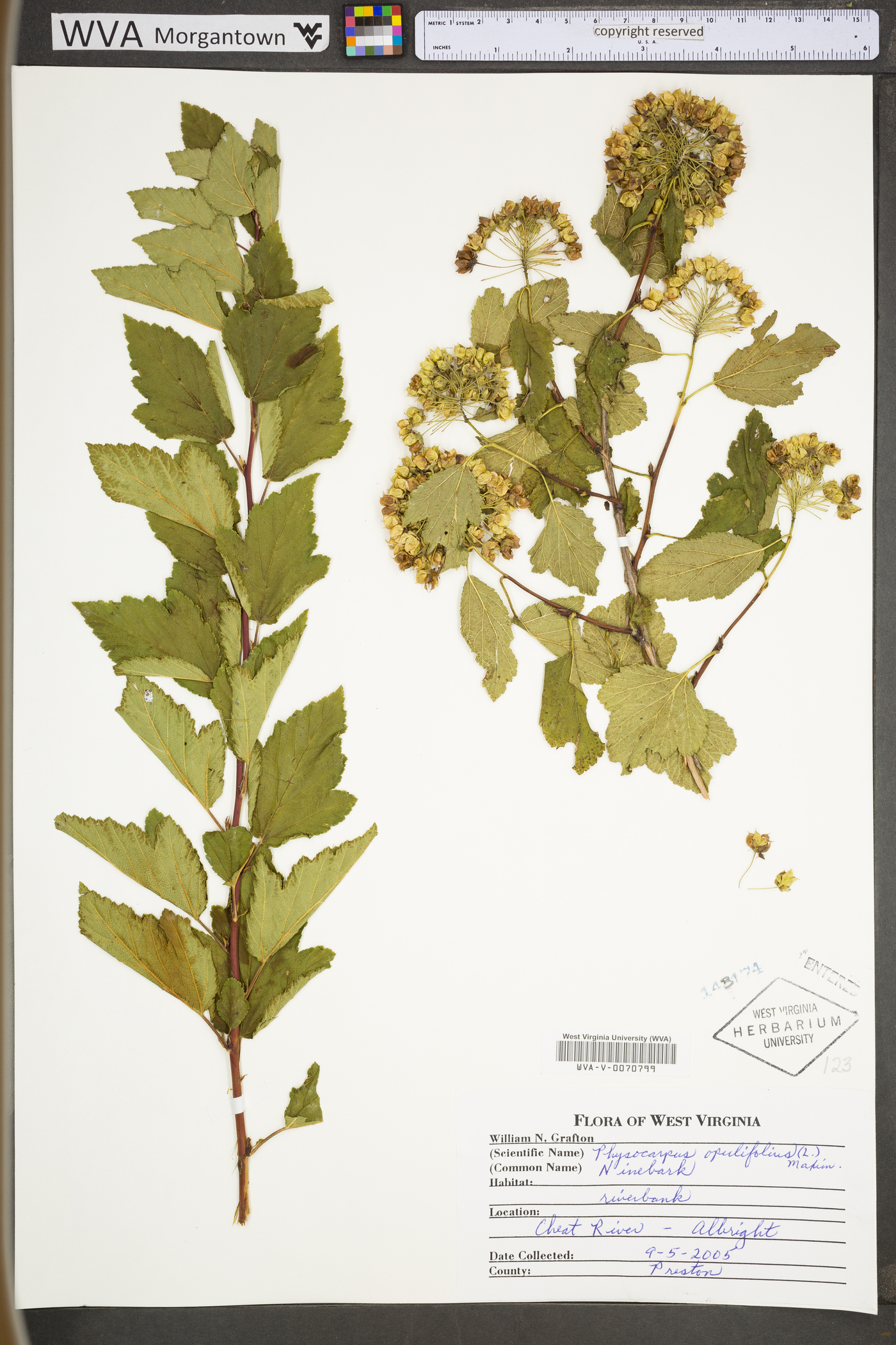 Physocarpus opulifolius var. opulifolius image