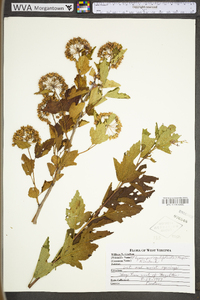 Physocarpus opulifolius var. opulifolius image