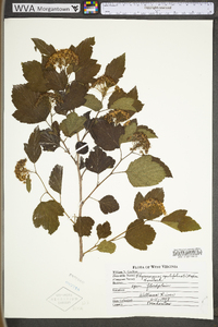 Physocarpus opulifolius var. opulifolius image