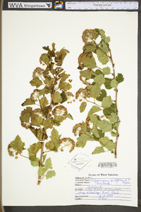 Physocarpus opulifolius var. opulifolius image