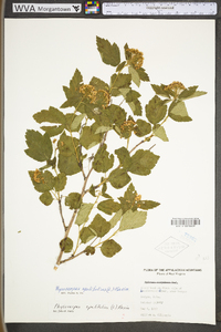 Physocarpus opulifolius var. opulifolius image