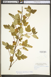 Physocarpus opulifolius var. opulifolius image