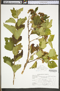 Physocarpus opulifolius var. opulifolius image