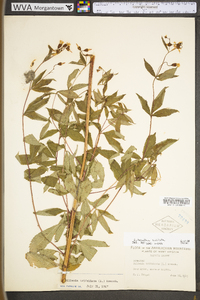 Gillenia trifoliata image