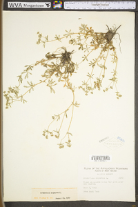 Potentilla argentea var. argentea image