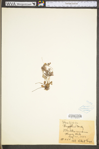 Potentilla canadensis image