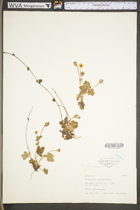 Potentilla canadensis var. canadensis image