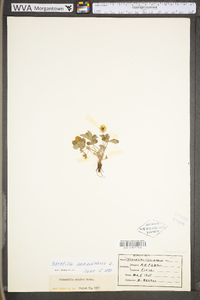 Potentilla canadensis image